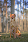 female Rhodesian Ridgeback