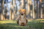 female Rhodesian Ridgeback