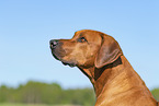 Rhodesian Ridgeback in summer