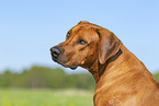 Rhodesian Ridgeback in summer