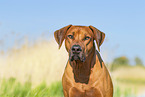 Rhodesian Ridgeback in summer