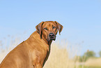 Rhodesian Ridgeback in summer