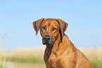 Rhodesian Ridgeback in summer