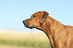 Rhodesian Ridgeback in summer