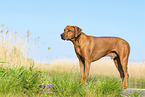 Rhodesian Ridgeback in summer