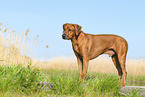 Rhodesian Ridgeback in summer