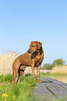 Rhodesian Ridgeback in summer