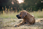 Rhodesian Ridgeback Puppy