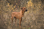 young Rhodesian Ridgeback