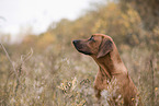 young Rhodesian Ridgeback