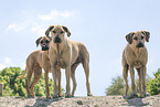 3 Rhodesian Ridgebacks