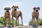 3 Rhodesian Ridgebacks