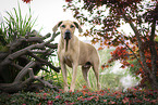 Rhodesian Ridgeback