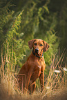 Rhodesian Ridgeback in summer