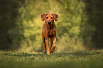 Rhodesian Ridgeback in summer