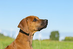 Rhodesian Ridgeback Puppy