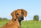 Rhodesian Ridgeback Puppy