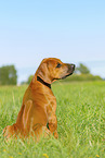 Rhodesian Ridgeback Puppy