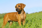 Rhodesian Ridgeback Puppy