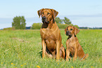 2 Rhodesian Ridgebacks