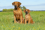 2 Rhodesian Ridgebacks