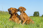 2 Rhodesian Ridgebacks