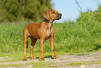 Rhodesian Ridgeback Puppy