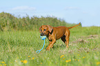 Rhodesian Ridgeback Puppy