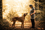 pregnant woman and Rhodesian Ridgeback