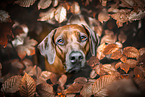 Rhodesian Ridgeback in fall