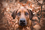 Rhodesian Ridgeback in fall