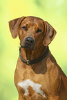 Rhodesian Ridgeback