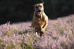 Rhodesian Ridgeback