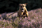 Rhodesian Ridgeback