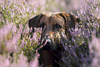 Rhodesian Ridgeback