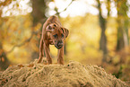 Rhodesian Ridgeback Puppy