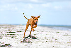 Rhodesian Ridgeback