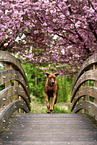 Rhodesian Ridgeback