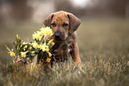 Rhodesian Ridgeback Puppy