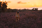 Rhodesian Ridgeback