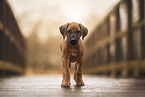 Rhodesian Ridgeback