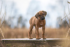 Rhodesian Ridgeback