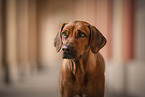 Rhodesian Ridgeback