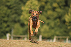 Rhodesian Ridgeback