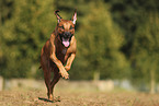 Rhodesian Ridgeback