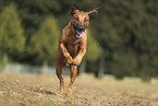 Rhodesian Ridgeback