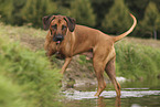 Rhodesian Ridgeback