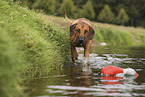 Rhodesian Ridgeback