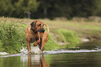 Rhodesian Ridgeback