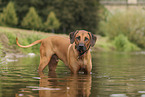 Rhodesian Ridgeback